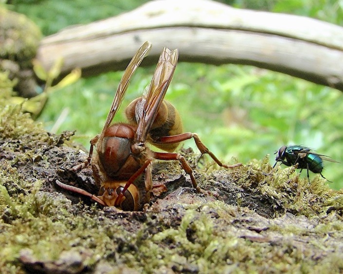 hornet